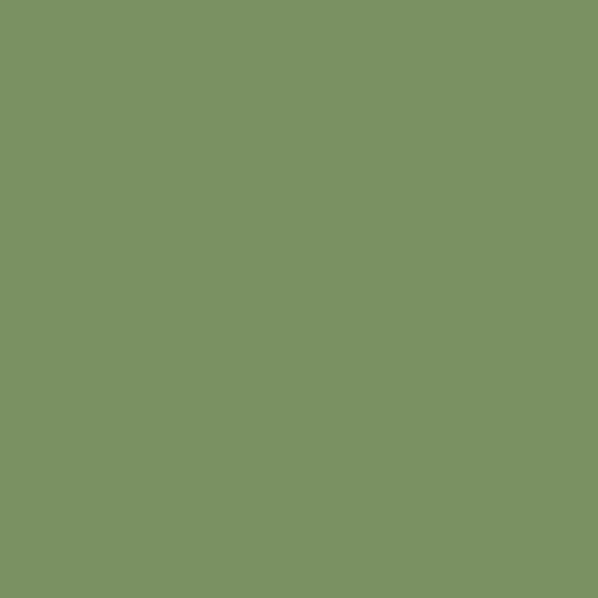 120041-Pine.
